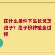 在什么条件下生长灵芝孢子？孢子粉种植全过程