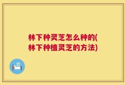 林下种灵芝怎么种的(林下种植灵芝的方法)
