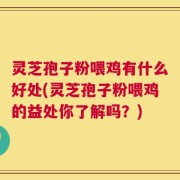 灵芝孢子粉喂鸡有什么好处(灵芝孢子粉喂鸡的益处你了解吗？)