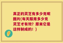真正的灵芝有多少克呢图片(每天服用多少克灵芝才有效？原来它是这样制成的！)