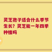 灵芝孢子适合什么季节生长？灵芝能一年四季种植吗