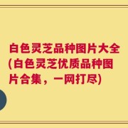 白色灵芝品种图片大全(白色灵芝优质品种图片合集，一网打尽)