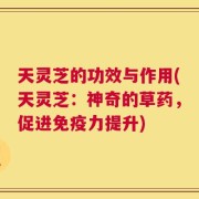 天灵芝的功效与作用(天灵芝：神奇的草药，促进免疫力提升)