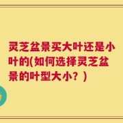 灵芝盆景买大叶还是小叶的(如何选择灵芝盆景的叶型大小？)