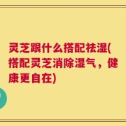 灵芝跟什么搭配祛湿(搭配灵芝消除湿气，健康更自在)