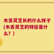 木舌灵芝长的什么样子(木舌灵芝的特征是什么？)