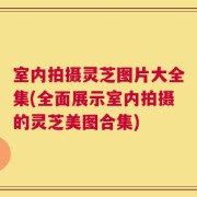 室内拍摄灵芝图片大全集(全面展示室内拍摄的灵芝美图合集)