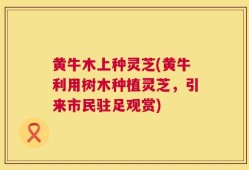 黄牛木上种灵芝(黄牛利用树木种植灵芝，引来市民驻足观赏)