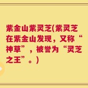紫金山紫灵芝(紫灵芝在紫金山发现，又称“神草”，被誉为“灵芝之王”。)