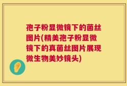 孢子粉显微镜下的菌丝图片(精美孢子粉显微镜下的真菌丝图片展现微生物美妙镜头)