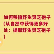 如何移植野生灵芝孢子(从自然中获得更多好处：提取野生灵芝孢子)