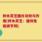 桦木灵芝图片功效与作用(桦木灵芝：强效免疫调节剂)