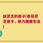 刮灵芝的孢子(收获灵芝孢子，助力健康生活)