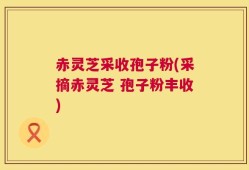 赤灵芝采收孢子粉(采摘赤灵芝 孢子粉丰收)