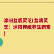 沭阳盆栽灵芝(盆栽灵芝：沭阳传统养生新宠)