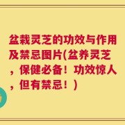 盆栽灵芝的功效与作用及禁忌图片(盆养灵芝，保健必备！功效惊人，但有禁忌！)
