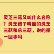灵芝三萜又叫什么名称？灵芝孢子粉里的灵芝三萜和总三萜，说的是一回事吗