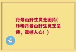丹景山野生灵芝图片(珍稀丹景山野生灵芝呈现，震撼人心！)