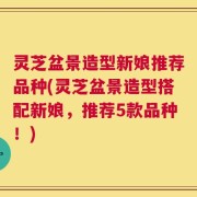 灵芝盆景造型新娘推荐品种(灵芝盆景造型搭配新娘，推荐5款品种！)