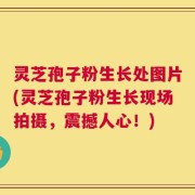 灵芝孢子粉生长处图片(灵芝孢子粉生长现场拍摄，震撼人心！)