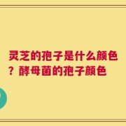 灵芝的孢子是什么颜色？酵母菌的孢子颜色
