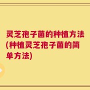 灵芝孢子菌的种植方法(种植灵芝孢子菌的简单方法)