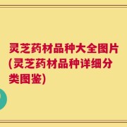 灵芝药材品种大全图片(灵芝药材品种详细分类图鉴)