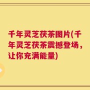 千年灵芝茯茶图片(千年灵芝茯茶震撼登场，让你充满能量)