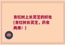 青杠树上长灵芝的好处(青杠树长灵芝，药食两用！)