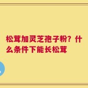 松茸加灵芝孢子粉？什么条件下能长松茸