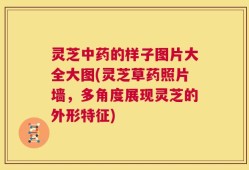 灵芝中药的样子图片大全大图(灵芝草药照片墙，多角度展现灵芝的外形特征)