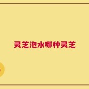 灵芝泡水哪种灵芝