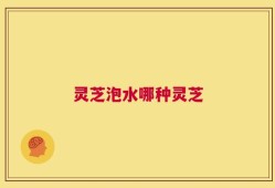 灵芝泡水哪种灵芝