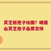 灵芝担孢子绘图？峨眉山灵芝孢子品质怎样