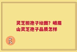 灵芝担孢子绘图？峨眉山灵芝孢子品质怎样