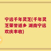 宁远千年灵芝(千年灵芝荣誉返乡 湖南宁远欢庆丰收)