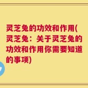 灵芝兔的功效和作用(灵芝兔：关于灵芝兔的功效和作用你需要知道的事项)
