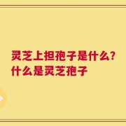 灵芝上担孢子是什么？什么是灵芝孢子
