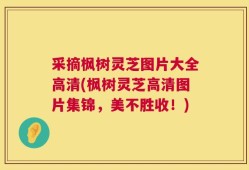 采摘枫树灵芝图片大全高清(枫树灵芝高清图片集锦，美不胜收！)