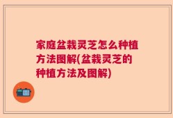 家庭盆栽灵芝怎么种植方法图解(盆栽灵芝的种植方法及图解)