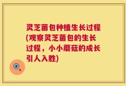灵芝菌包种植生长过程(观察灵芝菌包的生长过程，小小蘑菇的成长引人入胜)