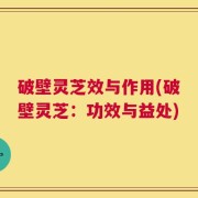 破壁灵芝效与作用(破壁灵芝：功效与益处)