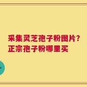 采集灵芝孢子粉图片？正宗孢子粉哪里买