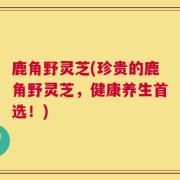 鹿角野灵芝(珍贵的鹿角野灵芝，健康养生首选！)