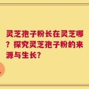 灵芝孢子粉长在灵芝哪？探究灵芝孢子粉的来源与生长？