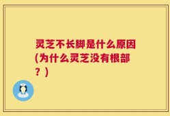 灵芝不长脚是什么原因(为什么灵芝没有根部？)