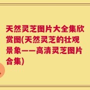 天然灵芝图片大全集欣赏图(天然灵芝的壮观景象——高清灵芝图片合集)