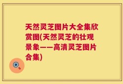 天然灵芝图片大全集欣赏图(天然灵芝的壮观景象——高清灵芝图片合集)