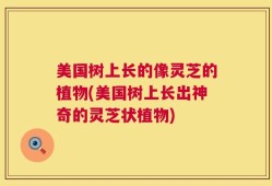 美国树上长的像灵芝的植物(美国树上长出神奇的灵芝状植物)