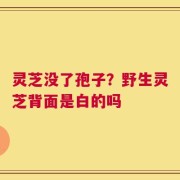 灵芝没了孢子？野生灵芝背面是白的吗